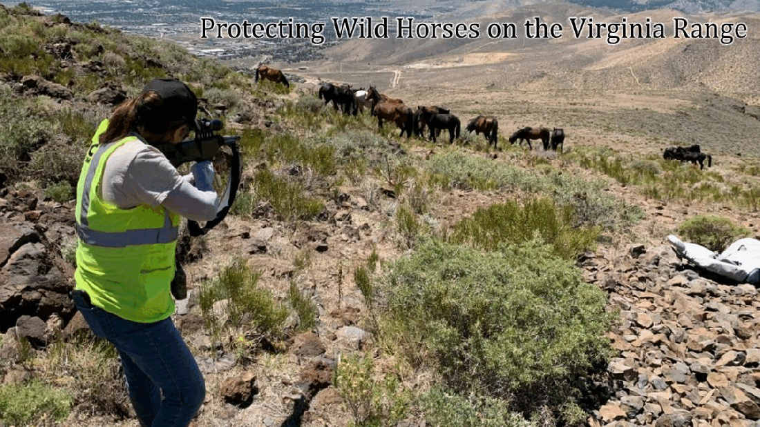Protecting Wild Horses on Virginia Range 06-25-22