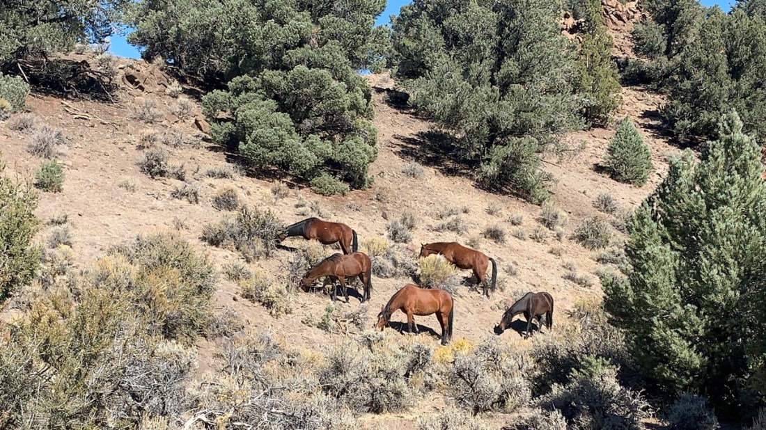 Mustangs Grazing on Virginia Range 10-15-22