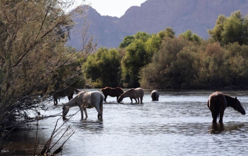 Students Find No Foals at Salt River 10-26-22