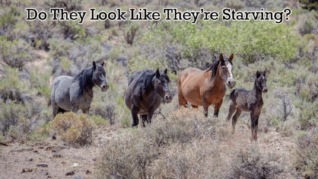 Virginia Range Darting Program 10-13-22