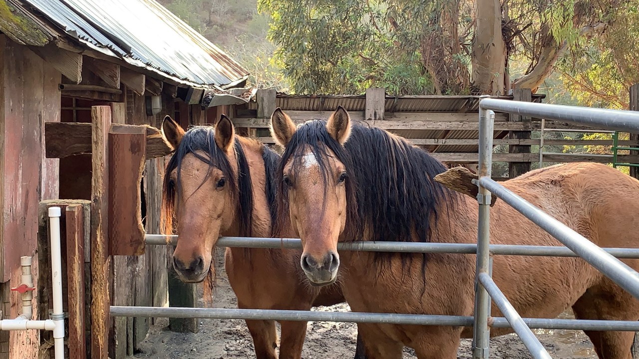 Bad Hair Day 12-04-22