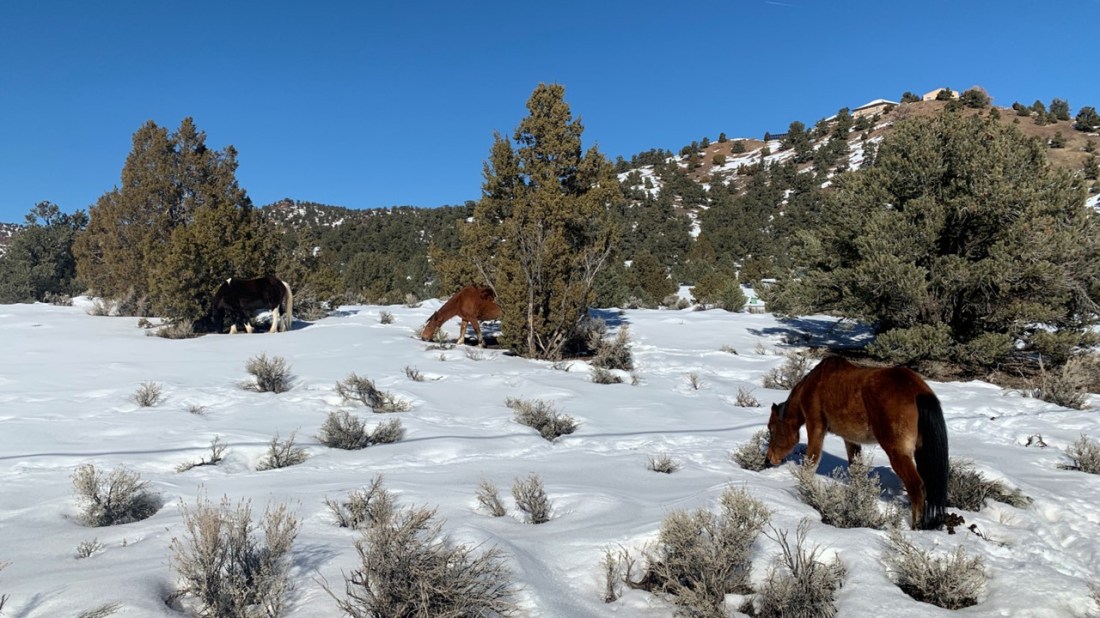 Barren on Virginia Range 01-28-23