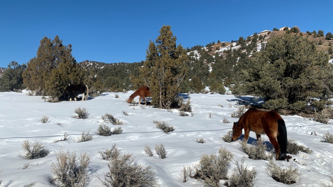 Winter on the Virginia Range 04-02-23