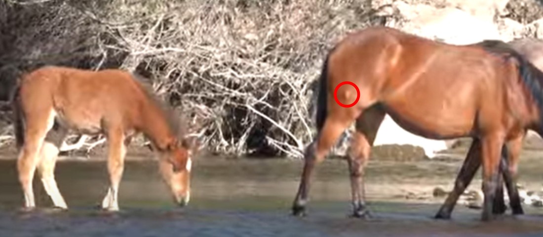 Salt River Darting Injury 05-11-23