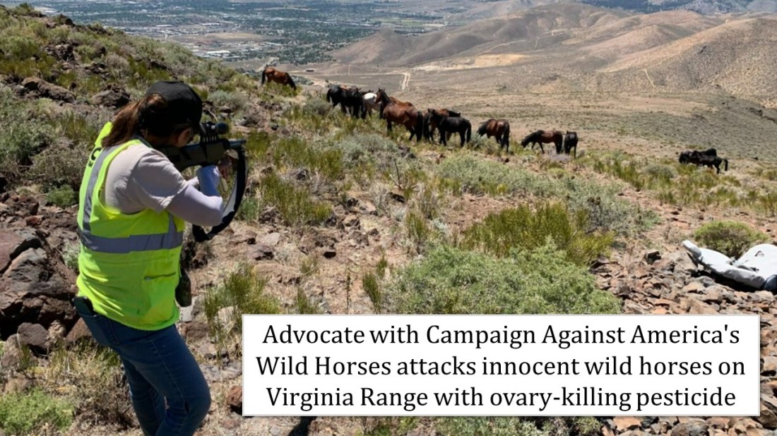 Attacking Wild Horses 07-22-23