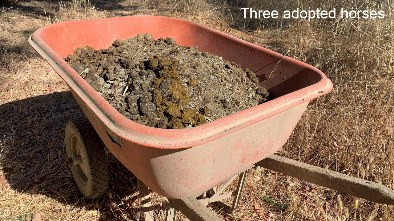 Do Wild Horses Poop More Than Domestic Horses 07-03-23