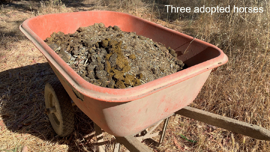 Do Wild Horses Poop More Than Domestic Horses 07-03-23