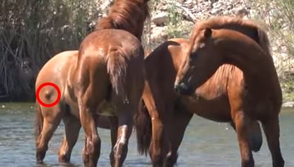 Another Salt River Darting Injury 08-24-23