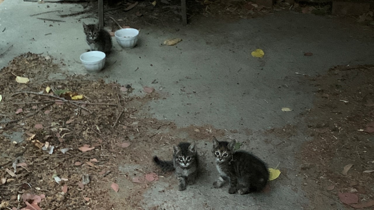 Newest Addition to Ranch 09-20-23