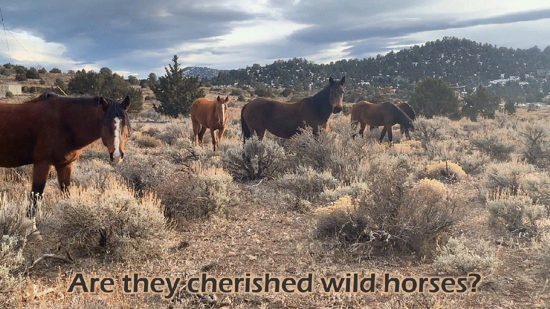 Cherished Wild Horses 02-01-24