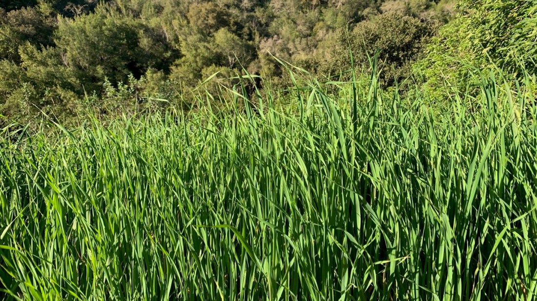 Spring Grass 03-17-24