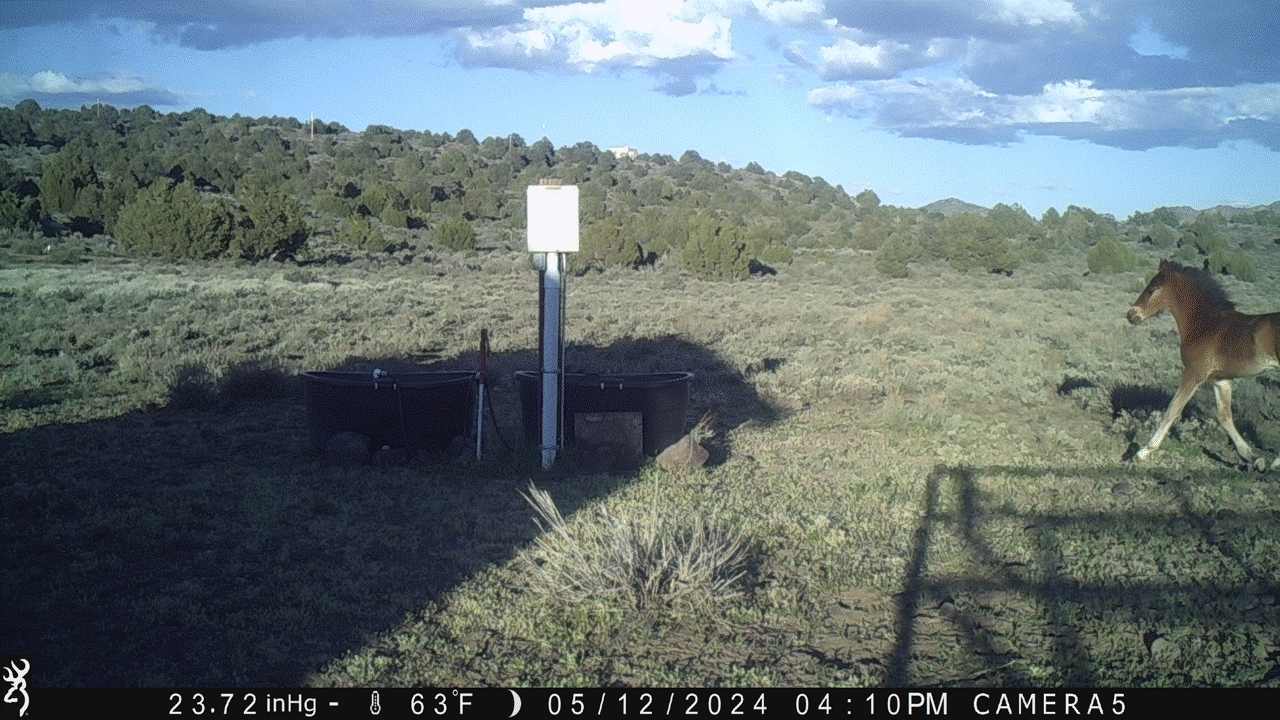 Colt or Filly 05-12-24