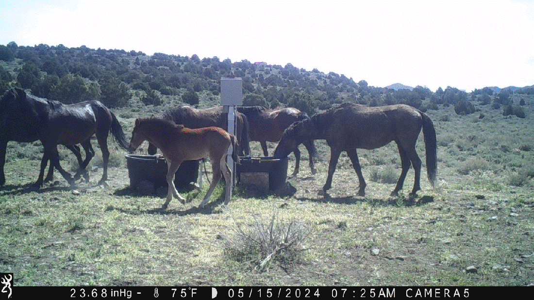 Foal Spotted on Virginia Range 05-15-24