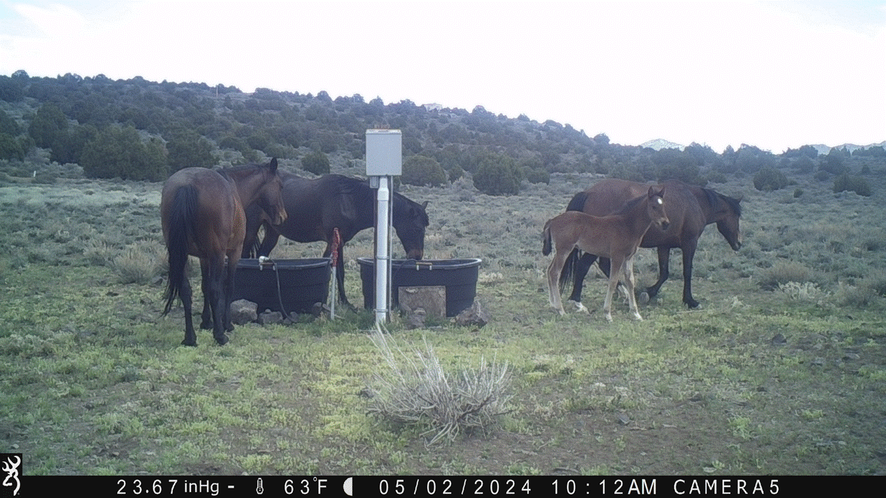 New Foal on Virginia Range 05-02-24