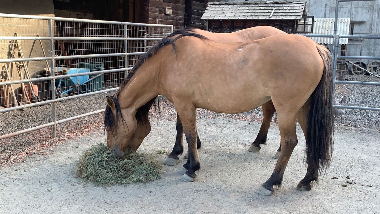 Wild Horses Built Much Differently 06-12-24