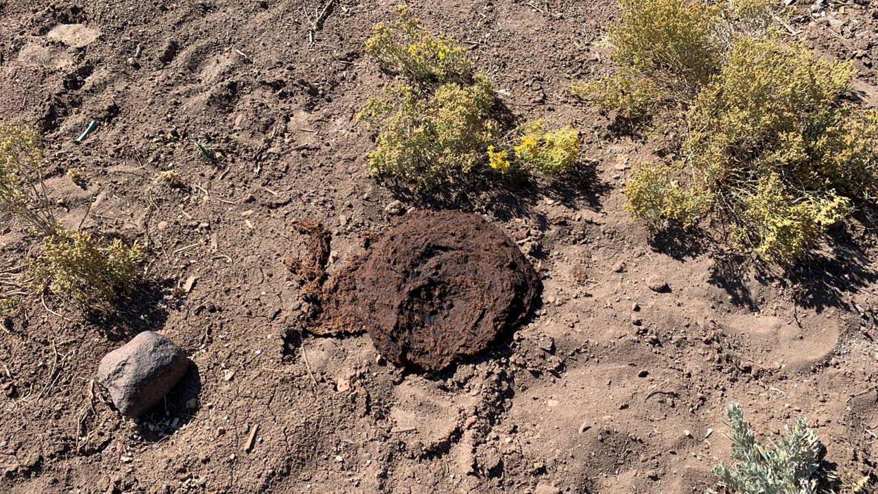 Cowpie on Virginia Range 09-25-24