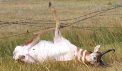 Pronghorn Caught in Fence 09-28-24