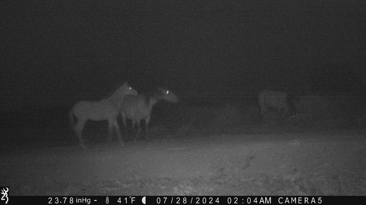 Virginia Range Foal 07-28-24